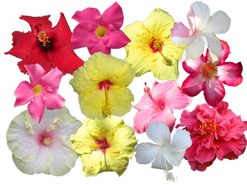 Hawaiian_Flowers_by_jilbert.jpg