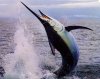 Blue-Marlin.jpg