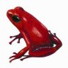 redfrog