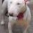 Topdog