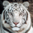tonythetiger